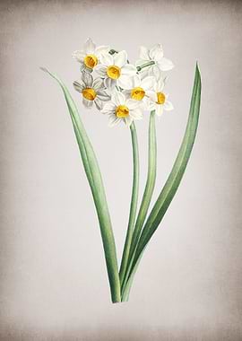Narcissus Easter Flower