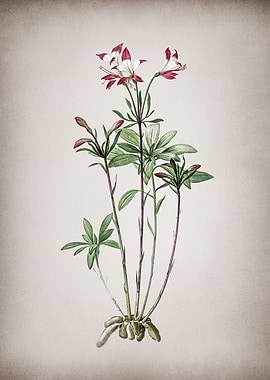 Vintage Lily of the Incas