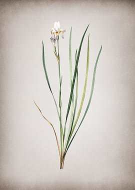 Vintage Siberian Iris