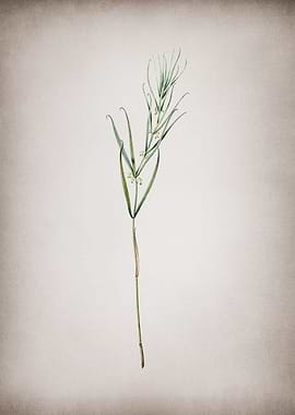 Siberian Solomons Seal