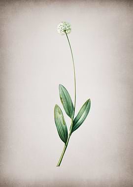 Vintage Victory Onion