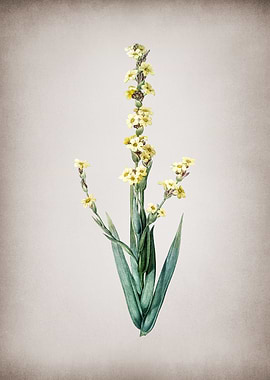 Pale Yellow Eyed Grass