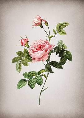 Vintage Pink Rose Turbine