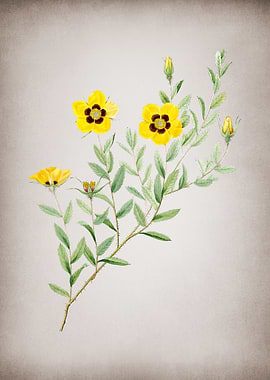 Vintage Rosa Persica