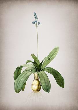 Scilla Lilio Hyacinthus