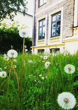Dandelions and Brick