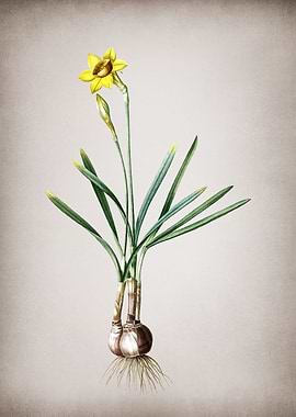 Vintage Narcissus Gouani