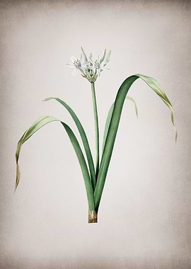 Small Flowered Pancratium