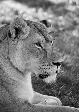 Lioness 7996