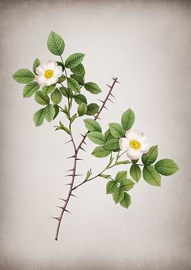 Spiny Rose of Dematra