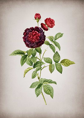 One Hundred Leaved Rose