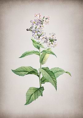 White Gillyflower Bloom