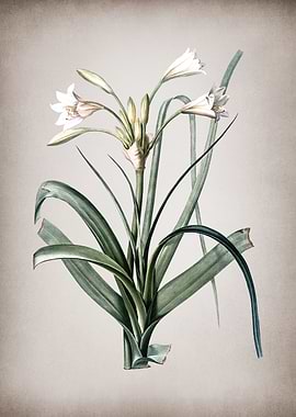 Vintage Malgas Lily