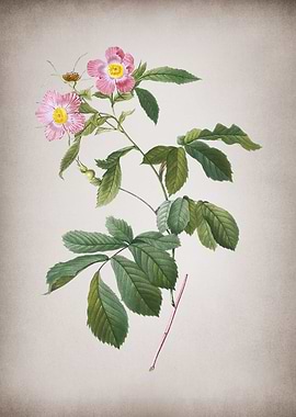 Vintage Pink Alpine Roses