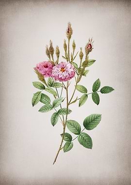 Vintage Mossy Pompon Rose