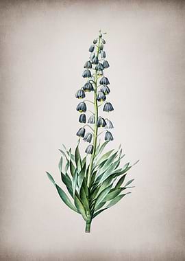 Vintage Persian Lily