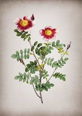 Variegated Burnet Rose