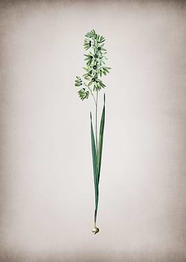 Vintage Turquoise Ixia