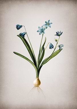 Vintage Scilla Amoena