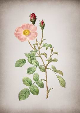 Vintage Sparkling Rose