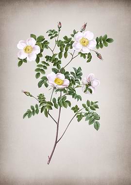 White Candolles Rose