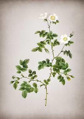 White Sweetbriar Rose