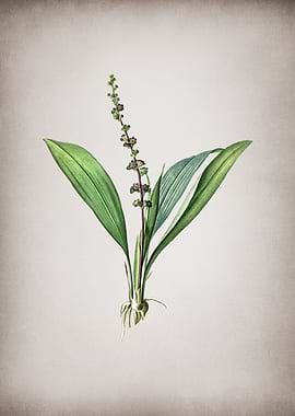 Vintage Peliosanthes Teta