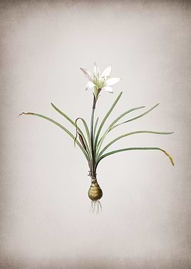 Vintage Rain Lily