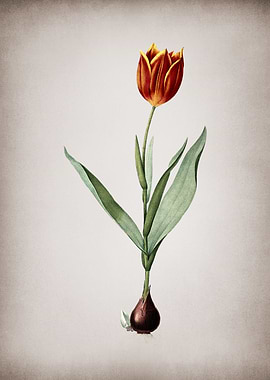 Tulip