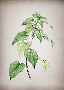 White Dead Nettle Plant