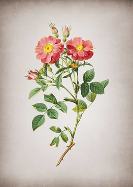 Elizabeths Sweetbriar Rose