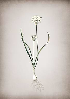 Three Cornered Leek
