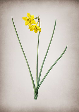 Vintage Narcissus Odorus