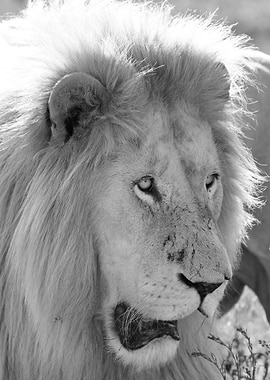 White Lion Male 7930
