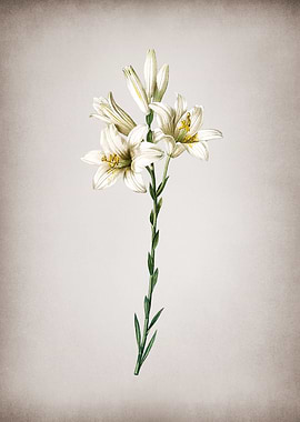 Vintage Madonna Lily