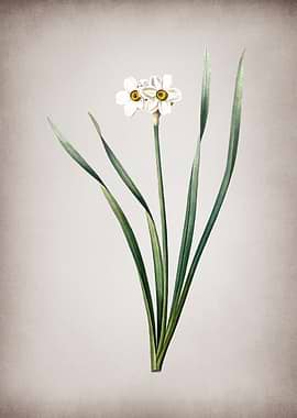 Vintage Primrose Peerless