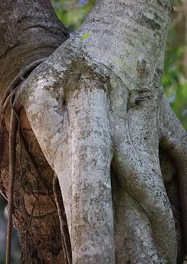 Strangler fig
