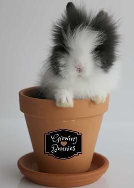 Growing Bunnies