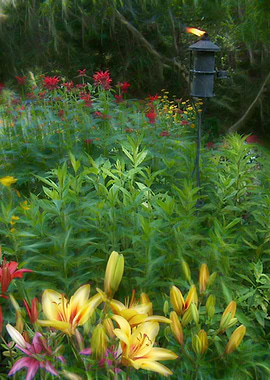 Lily Garden