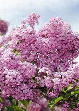 Lilacs