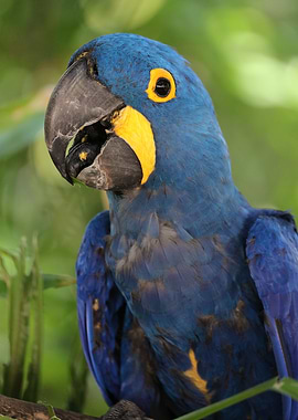 Hyacinth macaw
