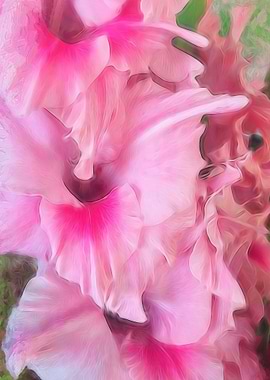 Light Pink Gladiolas