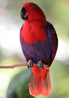 Eclectus parrot