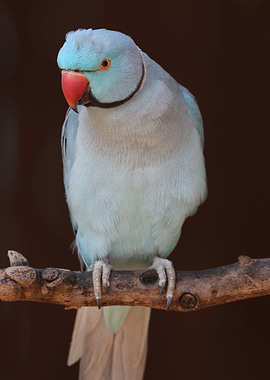 Blue Indian Parakeet