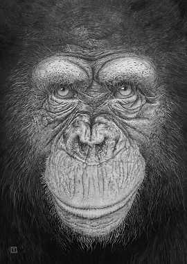 Face to face, Chimpanzee 1