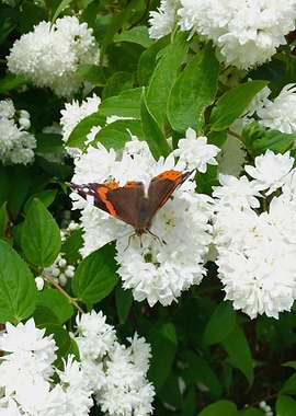 Butterfly on white flowers