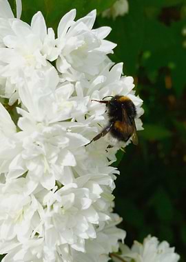 Growler on flowers