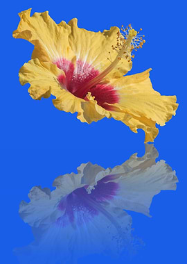 reflection of hibiscus