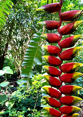 HELICONIA
