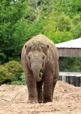 Asian Elephant